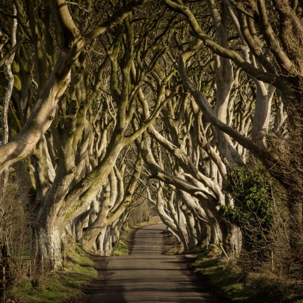 The-Dark-Hedges-of-Ballymoney